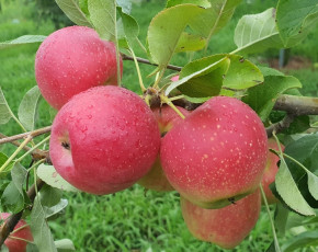 [곡란골농원] 루비에스 미니 사과 (4kg)
