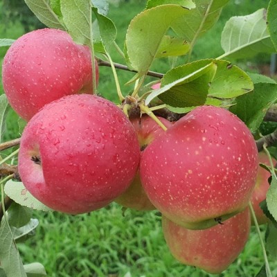 [곡란골농원] 루비에스 미니 사과 (4kg)