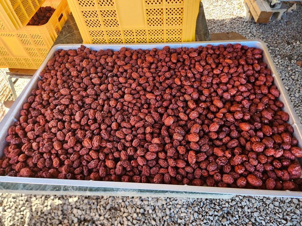 [밤가시농원] 경산 건대추 특초 3kg 산지직송