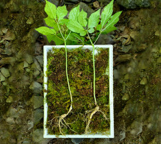 [들산초] 맥반석 지대에서 생산되는 7년근 이상의 산양산삼 2뿌리