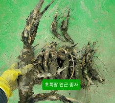 [초록땅] 연근 종근 종자 모종 2kg 심기