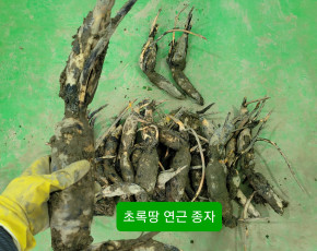 [초록땅] 연근 종근 종자 모종 2kg 심기